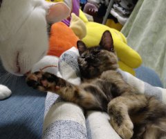 猫写真