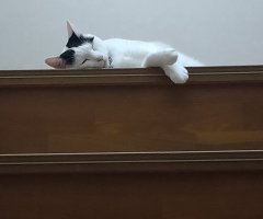 猫写真