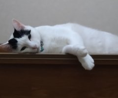 猫写真