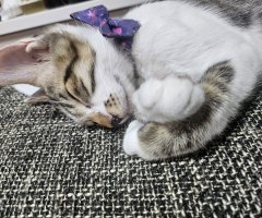 猫写真
