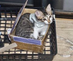 猫写真