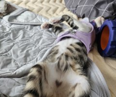猫写真