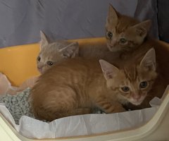 猫写真