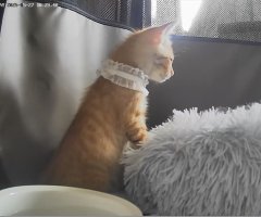 猫写真