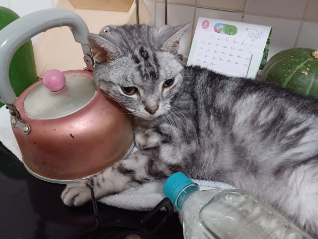 ここが気持ち良いのだ