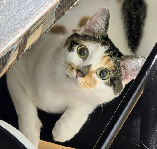 ネコ写真