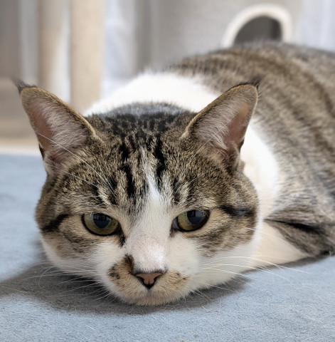 Kano.さんのネコ写真 ちゃーこ  家族記念日୨୧