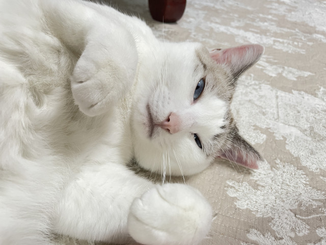 8823さんのネコ写真 白パンおててはお化け?
