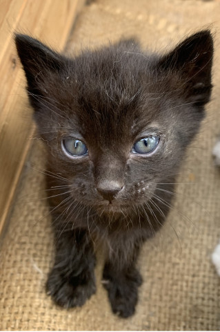 白い花さんのネコ写真 いとし子猫