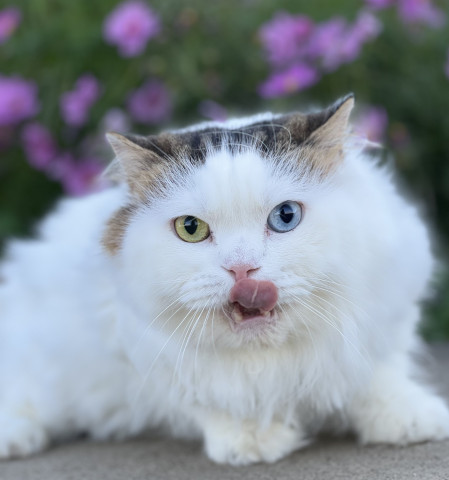 さざナミさんのネコ写真 秋桜