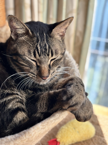 ちーたさんさんのネコ写真 語り部 もずく