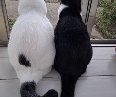 猫写真