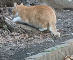 猫写真