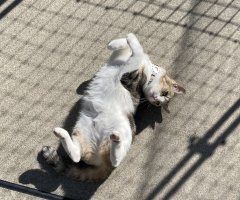 猫写真