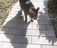 猫写真