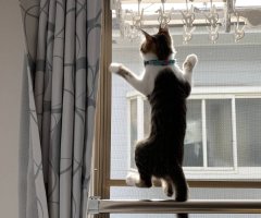 猫写真