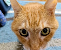 猫写真