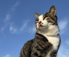 猫写真