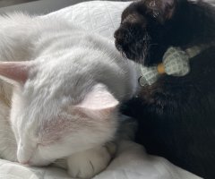 猫写真