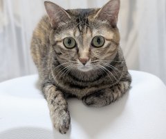 猫写真