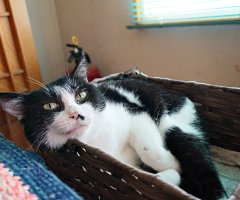 猫写真