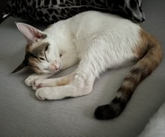 猫写真