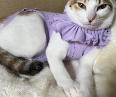 猫写真