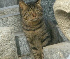 猫写真