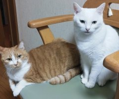 猫写真