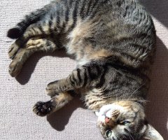 猫写真