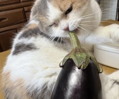 猫写真