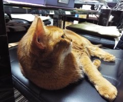 猫写真