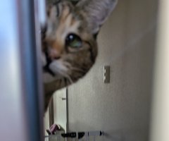 猫写真