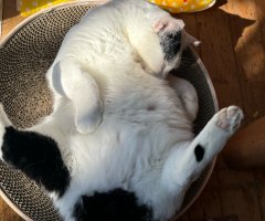 猫写真