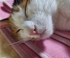 猫写真