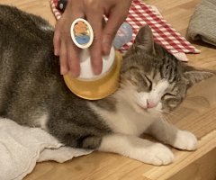 猫写真