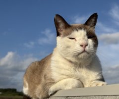 猫写真