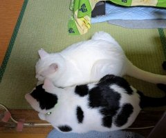 猫写真