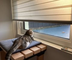 猫写真