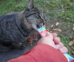 猫写真