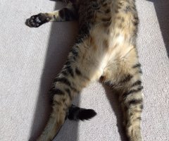 猫写真