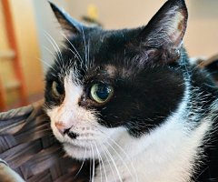 猫写真