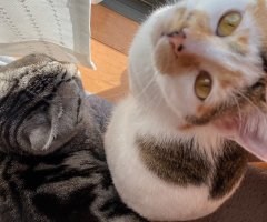 猫写真