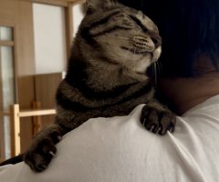 猫写真