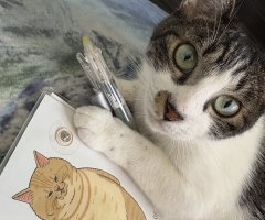 猫写真