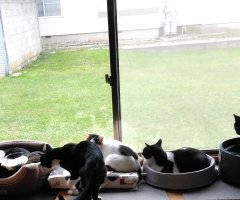 猫写真