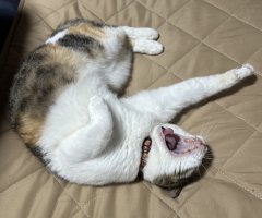 猫写真