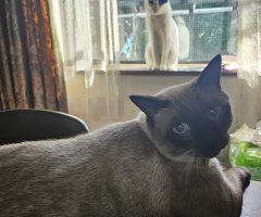 猫写真