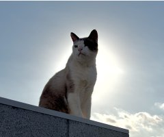 猫写真