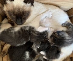 猫写真